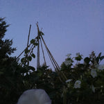 Load image into Gallery viewer, Datura, 'Sacred Datura' – photo 2
