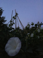 Load image into Gallery viewer, Datura, 'Sacred Datura' – photo 2
