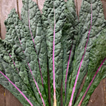Load image into Gallery viewer, Kale, 'Dazzling Blue' – photo 3
