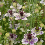 Load image into Gallery viewer, Nigella, 'Delft Blue'

