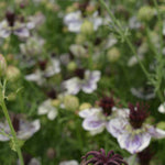Load image into Gallery viewer, Nigella, 'Delft Blue' – photo 2
