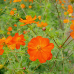 Load image into Gallery viewer, Cosmos, 'Diablo' – photo 2
