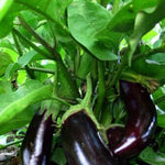Load image into Gallery viewer, Eggplant, 'Diamond' – photo 2
