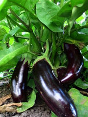 Load image into Gallery viewer, Eggplant, 'Diamond' – photo 2
