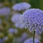 Load image into Gallery viewer, Didiscus, 'Blue Lace Flower' – photo 3
