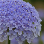 Load image into Gallery viewer, Didiscus, 'Blue Lace Flower' – photo 2
