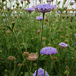 Load image into Gallery viewer, Didiscus, 'Blue Lace Flower' – photo 5
