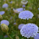 Load image into Gallery viewer, Didiscus, 'Blue Lace Flower'
