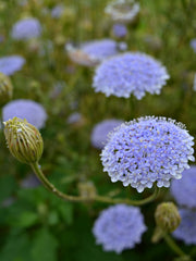 Load image into Gallery viewer, Didiscus, 'Blue Lace Flower'
