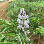 Load image into Gallery viewer, Sweet Lupine, 'Dieta' – photo 2
