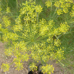 Load image into Gallery viewer, Dill, 'Goldkrone' – photo 3
