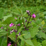 Load image into Gallery viewer, Bean, Bush Snap, 'Blooming Prairie' – photo 3
