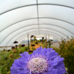Load image into Gallery viewer, Scabiosa, 'Fama Deep Blue' – photo 2
