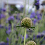 Load image into Gallery viewer, Scabiosa, 'Fama Deep Blue' – photo 3
