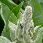 Load image into Gallery viewer, Verbascum, 'Arctic Summer' – photo 3
