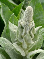 Load image into Gallery viewer, Verbascum, 'Arctic Summer' – photo 3
