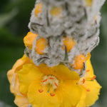 Load image into Gallery viewer, Verbascum, 'Arctic Summer' – photo 2
