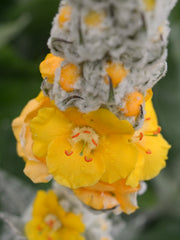Load image into Gallery viewer, Verbascum, 'Arctic Summer' – photo 2
