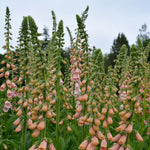 Load image into Gallery viewer, Foxglove, 'Apricot Beauty' – photo 2
