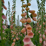 Load image into Gallery viewer, Foxglove, 'Apricot Beauty'
