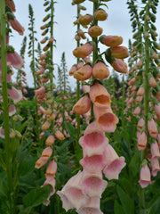Load image into Gallery viewer, Foxglove, 'Apricot Beauty'
