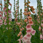 Load image into Gallery viewer, Foxglove, 'Apricot Beauty' – photo 3
