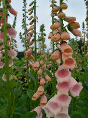 Load image into Gallery viewer, Foxglove, 'Apricot Beauty' – photo 3
