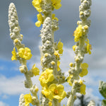 Load image into Gallery viewer, Verbascum, 'Arctic Summer'
