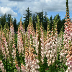Load image into Gallery viewer, Foxglove, 'Apricot Beauty' – photo 4
