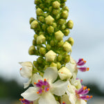 Load image into Gallery viewer, Verbascum, 'Phoenician Mullein' – photo 2
