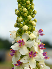 Load image into Gallery viewer, Verbascum, 'Phoenician Mullein' – photo 2
