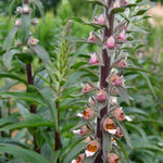 Load image into Gallery viewer, Foxglove, 'Café Crème' – photo 2
