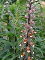 Load image into Gallery viewer, Foxglove, 'Café Crème' – photo 2
