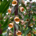 Load image into Gallery viewer, Foxglove, 'Café Crème'

