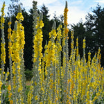 Load image into Gallery viewer, Verbascum, 'Arctic Summer' – photo 4
