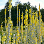 Load image into Gallery viewer, Verbascum, 'Arctic Summer' – photo 5
