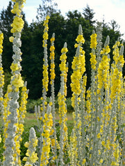 Load image into Gallery viewer, Verbascum, 'Arctic Summer' – photo 5
