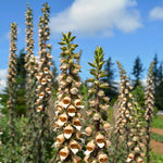 Load image into Gallery viewer, Foxglove, 'Café Crème' – photo 3
