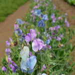 Load image into Gallery viewer, Sweet Pea, 'Turquoise Lagoon' – photo 2
