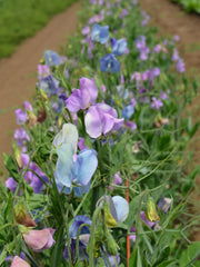 Load image into Gallery viewer, Sweet Pea, 'Turquoise Lagoon' – photo 2
