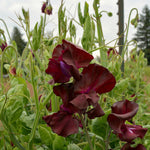 Load image into Gallery viewer, Sweet Pea, 'Windsor' – photo 2
