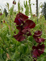 Load image into Gallery viewer, Sweet Pea, 'Windsor' – photo 2
