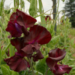 Load image into Gallery viewer, Sweet Pea, 'Windsor'
