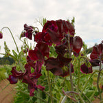 Load image into Gallery viewer, Sweet Pea, 'Windsor' – photo 3

