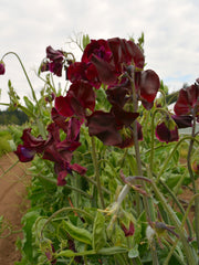 Load image into Gallery viewer, Sweet Pea, 'Windsor' – photo 3
