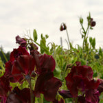 Load image into Gallery viewer, Sweet Pea, 'Windsor' – photo 4
