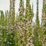 Load image into Gallery viewer, Verbascum, 'Phoenician Mullein' – photo 3

