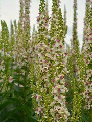 Load image into Gallery viewer, Verbascum, 'Phoenician Mullein' – photo 3
