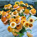 Load image into Gallery viewer, Zinnia, 'Zinderella Peach' – photo 3
