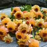 Load image into Gallery viewer, Zinnia, 'Zinderella Peach'
